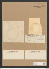 Campylodiscus bicinctus Castr. (de-Toni-Nr.: Genus 57, Species 2464) Zeichnungen Sammlung Grunow Nr. 4963 (NHMW-BOT-W0373188)